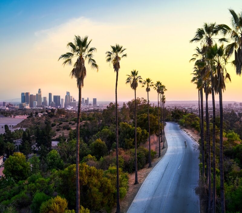 green palm trees near city buildings during daytime
